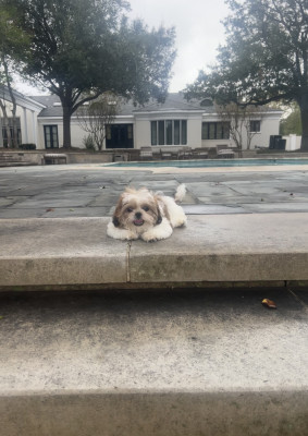 Our new puppy Buster