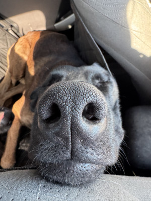 I bet you want to boop Rexy's snoot. <3